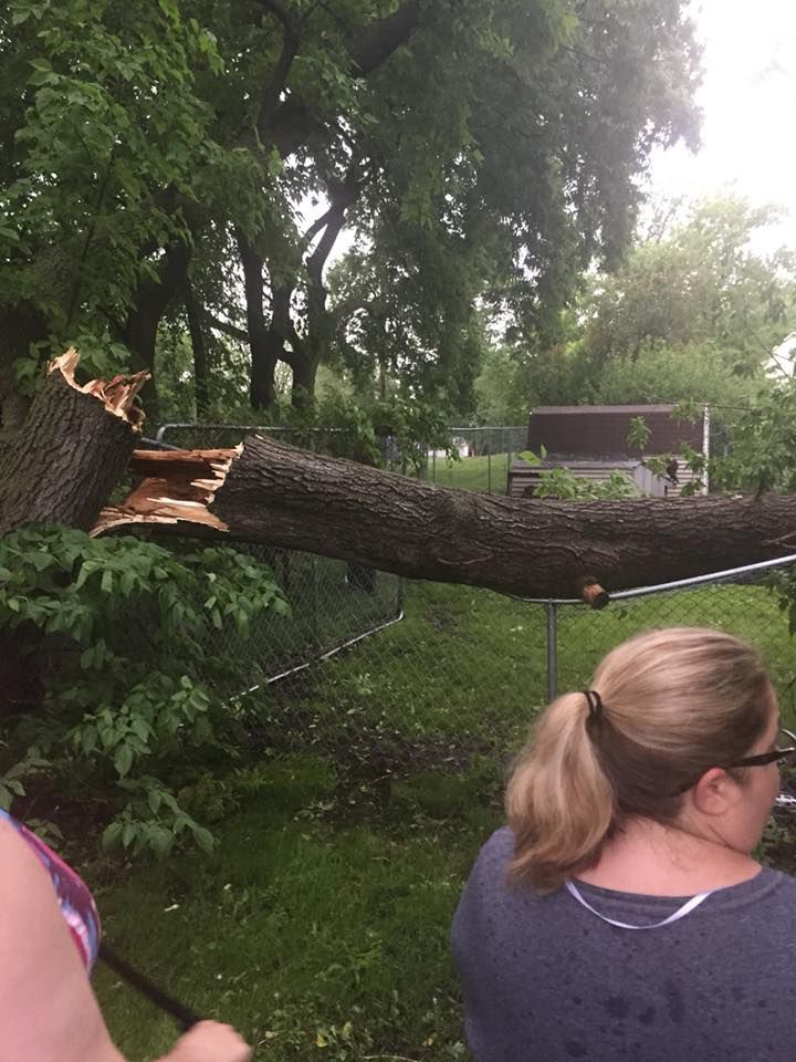 Tree damage